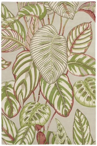 050807 Calathea Olive